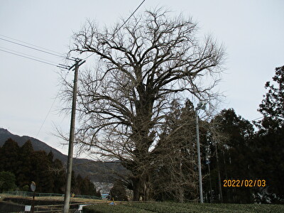 川根本町梅島に空き家査定に行き銀杏の老木がありました