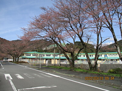 川根町家山の桜が一分咲となりました