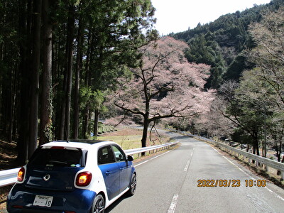 川根町笹間下に空家査定に行きうおう瀬桜を観察しました