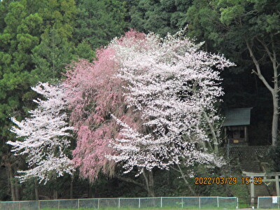 島田市牛尾熊野神社の西登り口にある水神社の桜が8分咲
