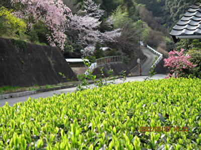 萌黄色に成長した茶園と桜のコントラストを島田市湯日にて