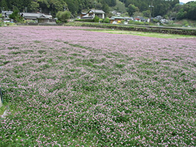 島田市川根町越地に査定に行ったら広い広い蓮華畑がありました
