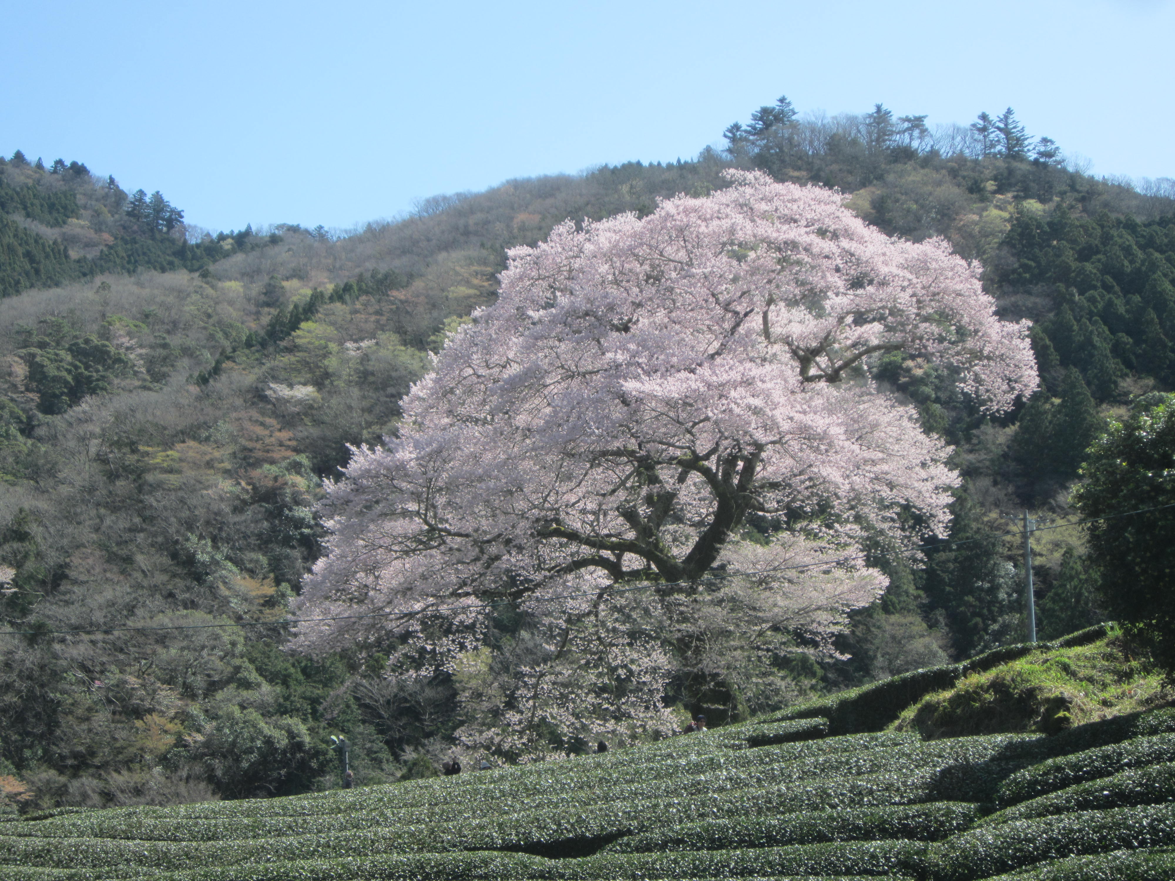 川根町の空家査定に行きましたが島田市川根の牛代、水目桜が見頃です